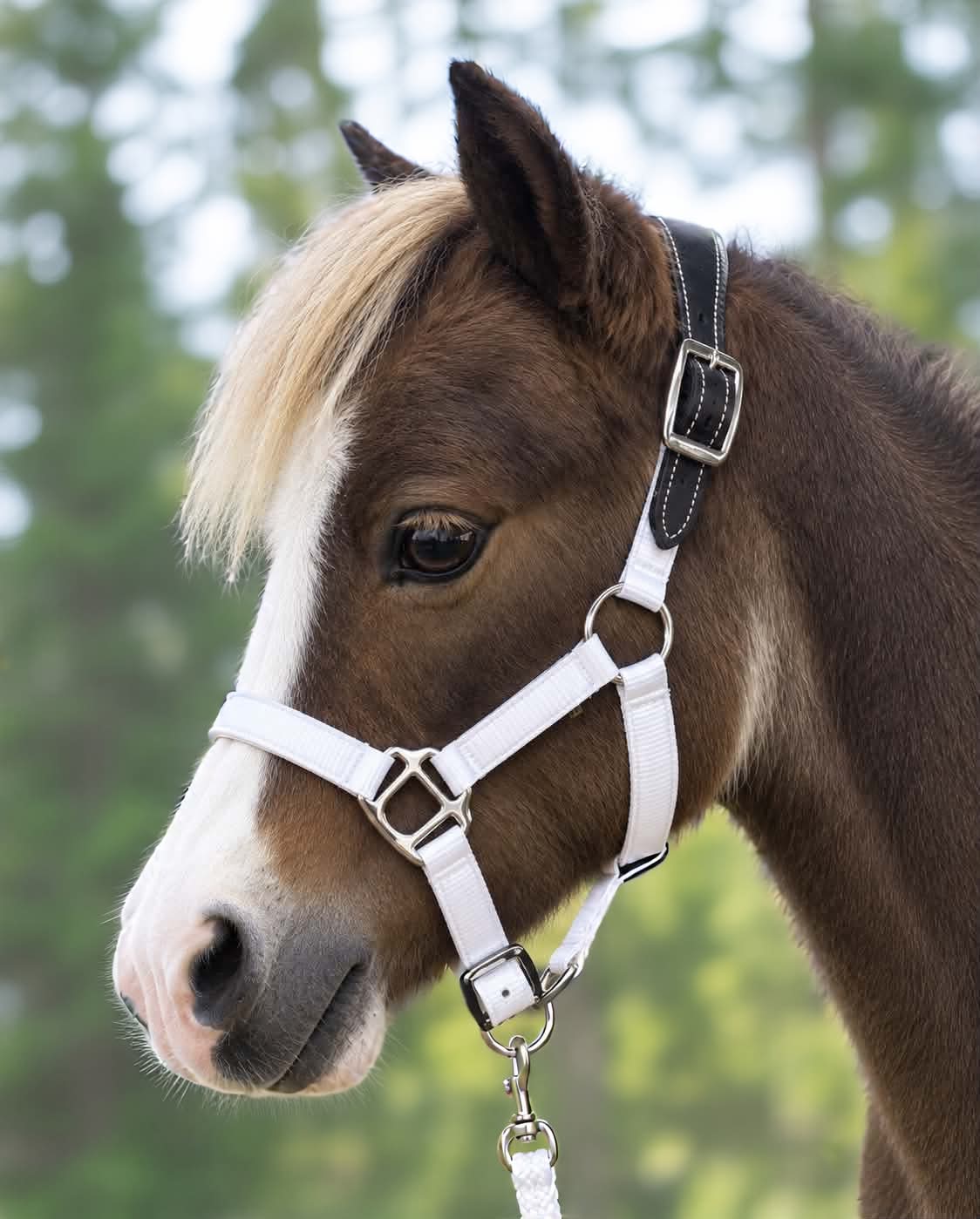 Web Stable Halter